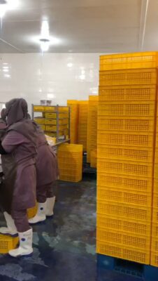 توسعه پدیده فانوس مکران