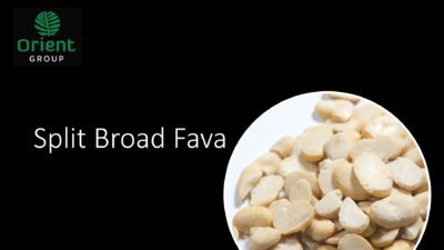 Split Fava Beans Presentation