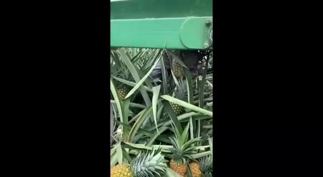 Pineapple Video