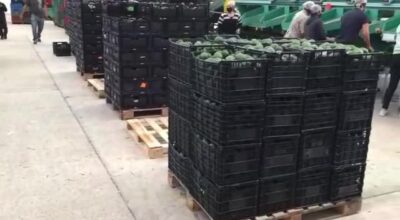 Hass Avocado Process