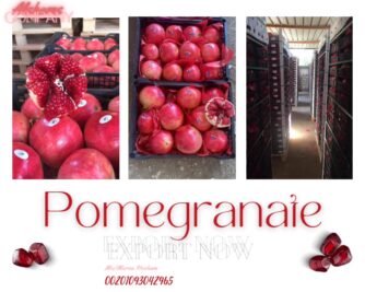 WhatsApp Video 2023-08-27 at 11.26.40 AM