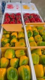 فلفل دولمه رنگی