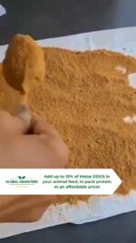 Maize DDGS -Animal Feed