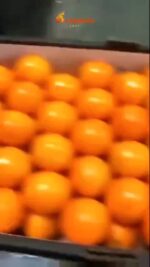 WhatsApp Video 2024-12-02 at 3.24.26 PM