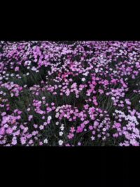 ab414329016c1133dd49f1920ca878cf