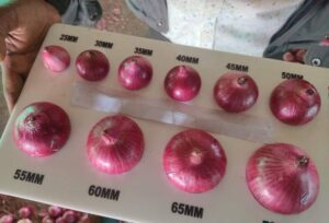 Size chart for Onions by Willingers Global 