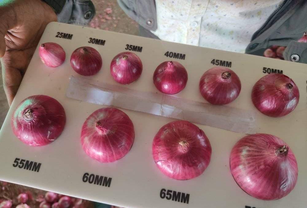 Size chart for Onions by Willingers Global