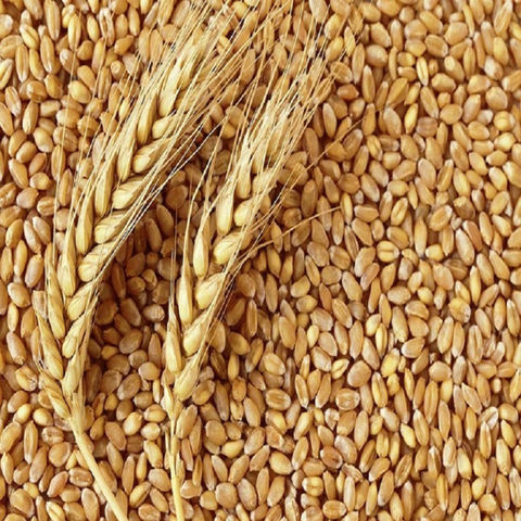 Wheat-Grain