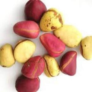 kola nut (cola Nitida)