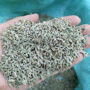 Cumin égyptien de première qualité