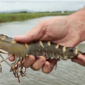 Profile photo of ARBAIN Domenic