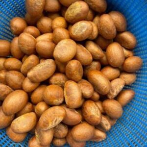 bitter kola ( gercinia kola)